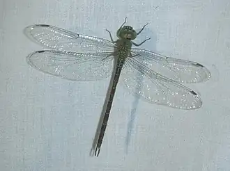 Triacanthagyna septima