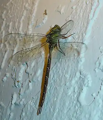 Triacanthagyna trifida