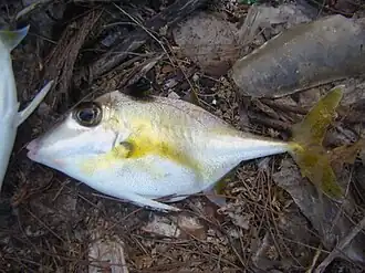 Triacanthus nieuhofii