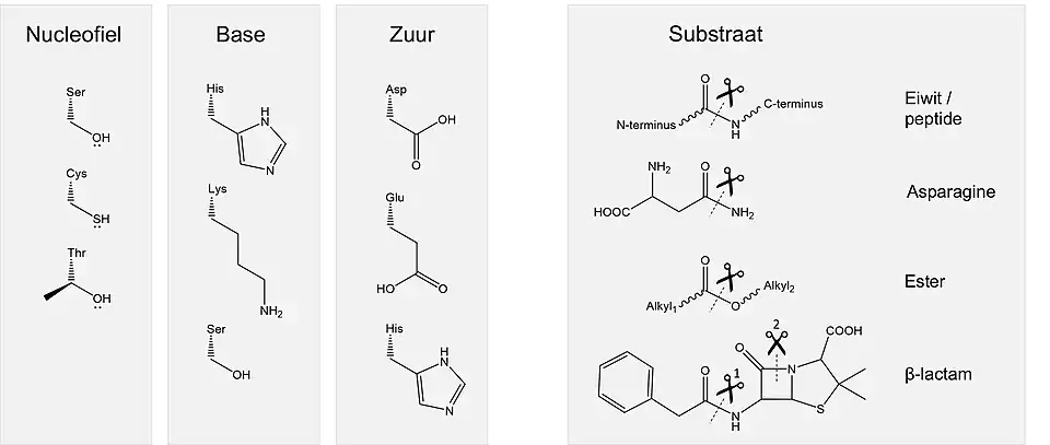 Verschillende residuen die een katalytische triade vormen voor hydrolyse. Links staan voorbeelden van nucleofiele, basische en zure residuen. Rechts staan verschillende substraten; hierbij geeft de schaar aan waar het substraat wordt geknipt.