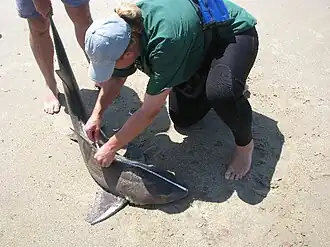 Gevlekte luipaardhaai