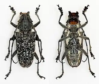 Triammatus saundersii