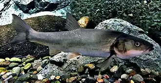 Tribolodon nakamurai