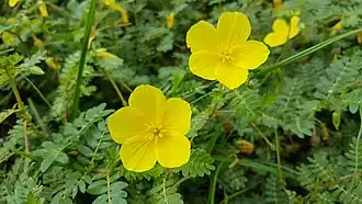 Tribulus terrestris
