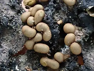 Dikwandig draadwatje