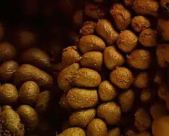 Dikwandig draadwatje