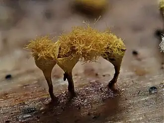 Peervormig draadwatje