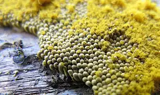 Cilindervormig draadwatje