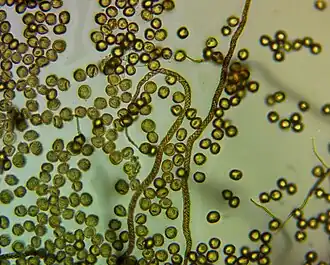 Veelvlekkig draadwatje