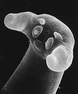 Mond van Trichinella nativa