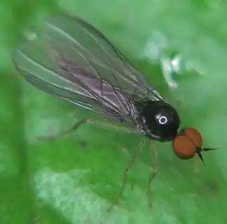Trichinomyia flavipes