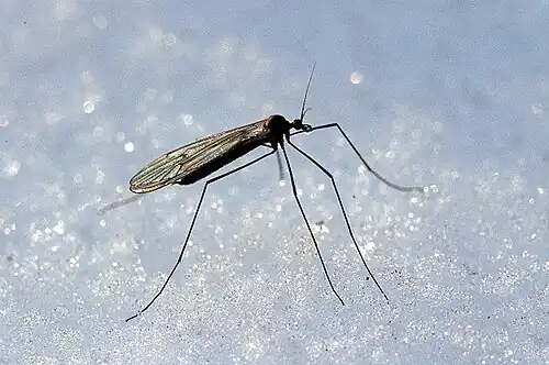 Wintermuggen (Trichoceridae)