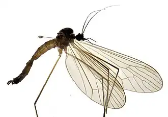 Trichocera saltator