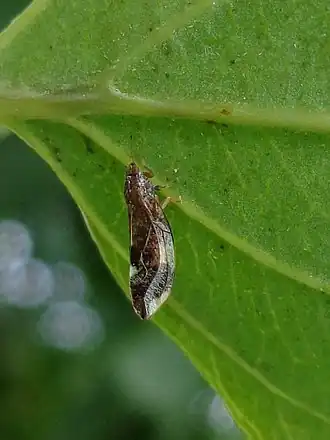 Trichochermes walkeri