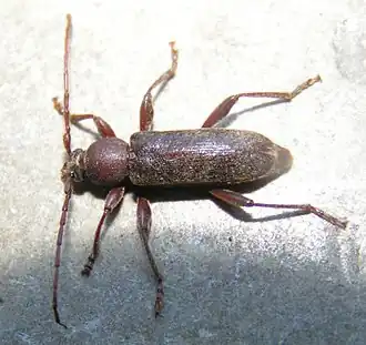 Trichoferus campestris