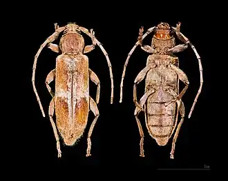 Trichoferus pallidus