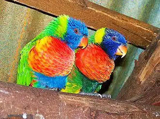 Lori van de Blauwe Bergen