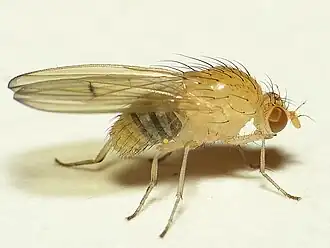 Tricholauxania praeusta