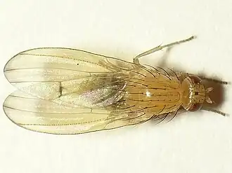 Tricholauxania praeusta