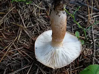 Witbruine ridderzwam