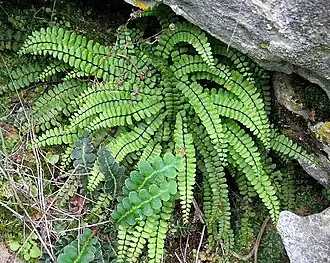 Asplenium trichomanes subsp. quadrivalens