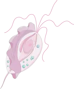 Trofozoït van Trichomonas intestinalis