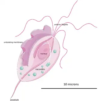 Trofozoït van Trichomonas vaginalis