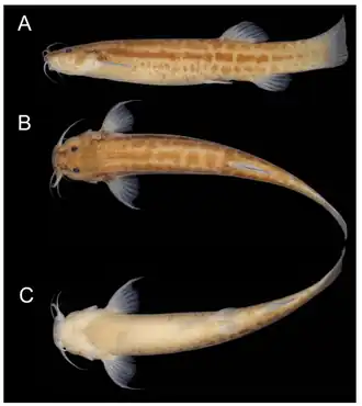 Trichomycterus alternatus