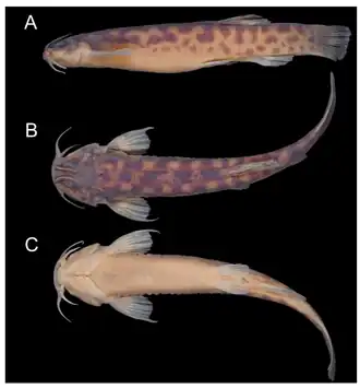 Trichomycterus auroguttatus