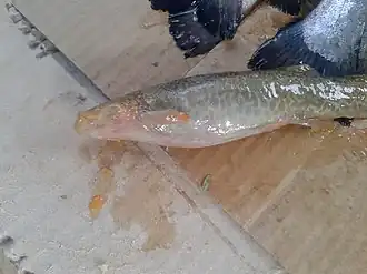 Trichomycterus dispar