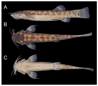 Trichomycterus goeldii