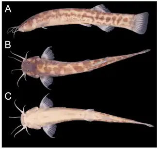 Trichomycterus jacupiranga
