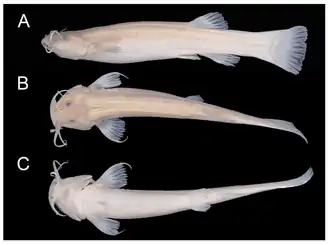 Trichomycterus longibarbatus