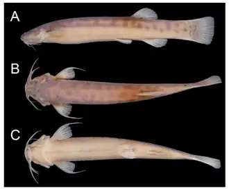 Trichomycterus puriventris