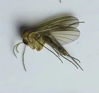 Trichonta