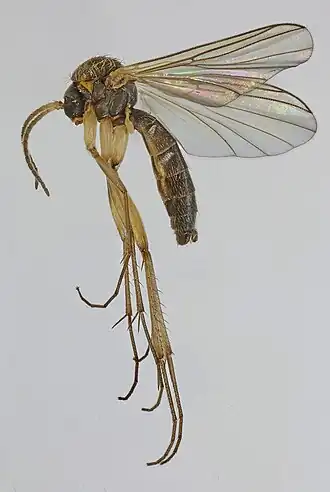 Trichonta terminalis
