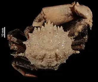 Trichopeltarion crosnieri