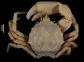 Trichopeltarion dejouanneti