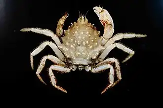 Trichopeltarion elegans