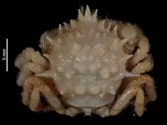 Trichopeltarion moosai