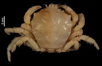 Trichopeltarion parvum