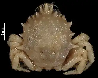 Trichopeltarion vanuatuensis