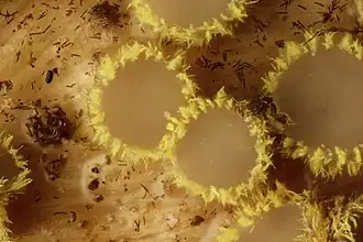 Zwavelgeel franjekelkje