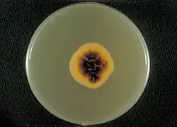 Onderkant van voedingsbodem met Sabouraud’s dextrose agar