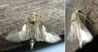 Trichoplusia orichalcea