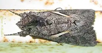 Trichoplusia vittata