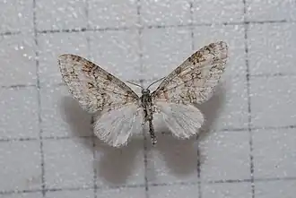 Trichopteryx fastuosa