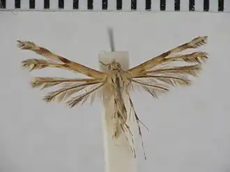 Trichoptilus ceramodes