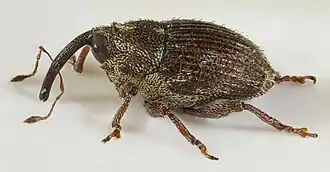 Bruinrode weegbreesnuitkever