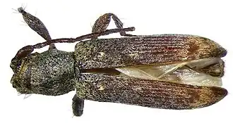 Sybra apicalis